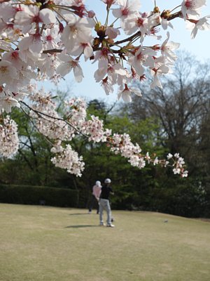 お花見ゴルフ・・