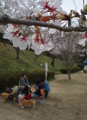 みやま公園