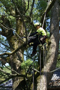 ツリークライミング